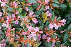ABELIA HYBRID E. GOUCHER 4LTS - comprar online