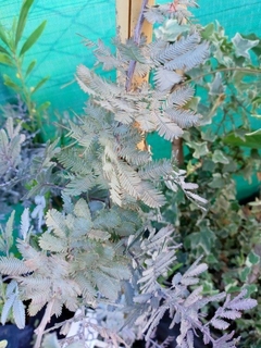 ACACIA BAILEYANA RUBRA