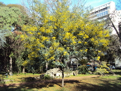 ACACIA DEALBATA ( AROMO FRANCES ) - comprar online