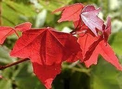 ACER BUERGERIANUM - comprar online