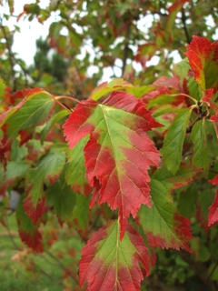 ACER GINNALA - comprar online