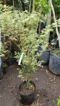 ACER PALMATUM BUTTERFLY - comprar online