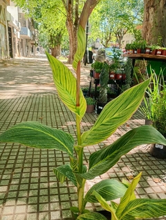achira variegada - tienda online