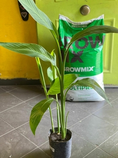 achira verde - comprar online