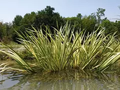 ACORUS CALAMUS VARIEGADO