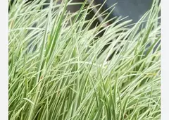 ACORUS CALAMUS VARIEGADO - comprar online