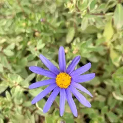 AGATHEA VARIEGADA en internet