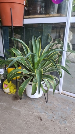 AGAVE DESMETIANA - El Viverito