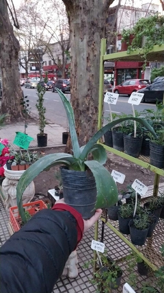 AGAVE