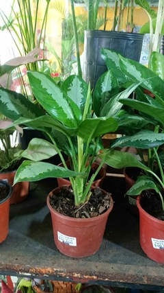 AGLAONEMA PATTAYA - El Viverito