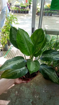 AGLAONEMA PATTAYA en internet