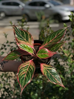 AGLAONEMA RUBY en internet