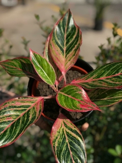 AGLAONEMA RUBY - comprar online