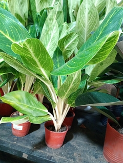 AGLAONEMA KING OF SIAM BLANCA - El Viverito