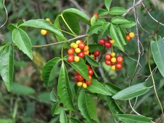 ALLOPHYLUS EDULIS (CHAL-CHAL) - comprar online
