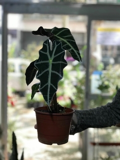 ALOCACIA AMAZONICA en internet