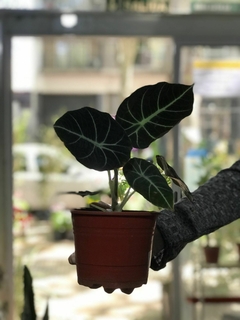 ALOCACIA BLACK VELVET