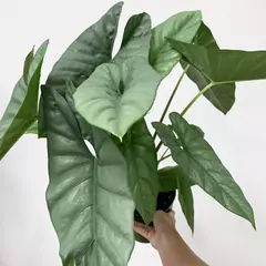 ALOCASIA CORAZON