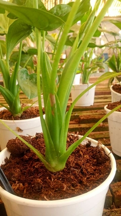ALOCASIA CUCULLATA - comprar online