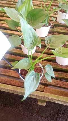 ALOCASIA CUCULLATA en internet