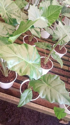 alocasia portodora en internet