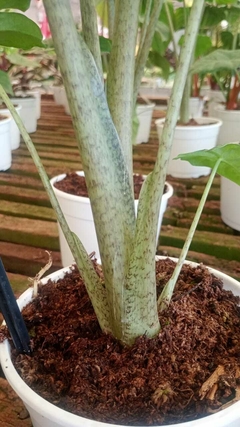 alocasia portodora - comprar online