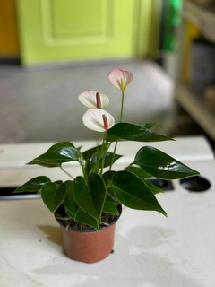 ANTHURIUM PETIT en internet