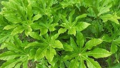 ARALIA SEALBODY