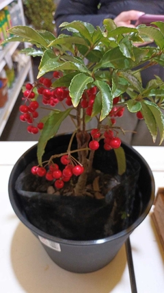 ARDISIA CRENATA