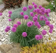 ARMERIA - comprar online