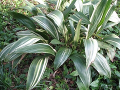 ASPIDISTRA VARIEGADA en internet