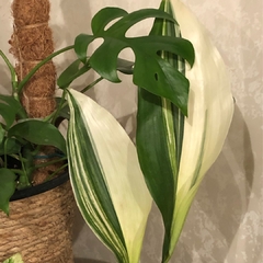 ASPIDISTRA VARIEGADA - El Viverito