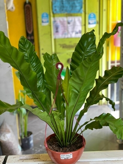 ASPLENIUM NIDUS - El Viverito