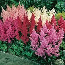 ASTILBE