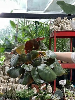 BEGONIA ERYTHROPHYLLA - comprar online