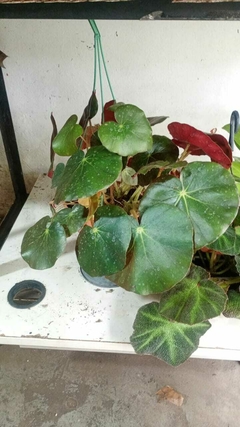 BEGONIA ERYTHROPHYLLA en internet