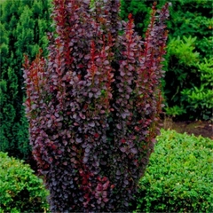 BERBERIS THUNBERGII RED PILLAR - comprar online