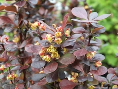 BERBERIS THUNBERGII RED PILLAR en internet