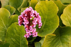 BERGENIA ( HORTENSIA INVIERNO ) - comprar online