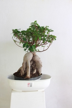BONSAI FICUS
