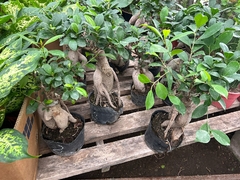 BONSAI - comprar online