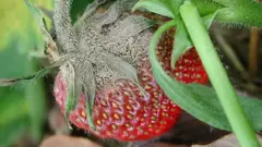 Imagen de BIOTRAP 30CC Fungicida y Fertilizante BIO MAMBORETA
