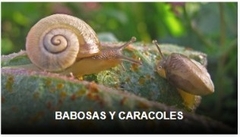 B+R MATABABOSA-CARACOL MAMBORETA - comprar online