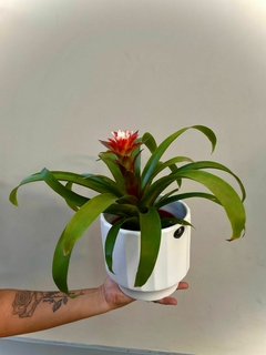 BROMELIA GUZMANIA en internet