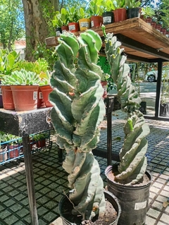 CACTUS ESPIRALADO DOBLE - COLECCION - comprar online