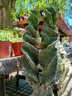 CACTUS ESPIRALADO DOBLE - COLECCION