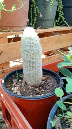 Cactus Espostoa en internet