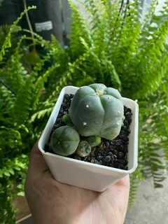CACTUS PEYOTE - comprar online