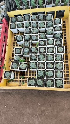 CACTUS PEYOTE - tienda online