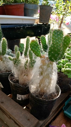cactus VIEJITO Opuntia orbiculata - comprar online